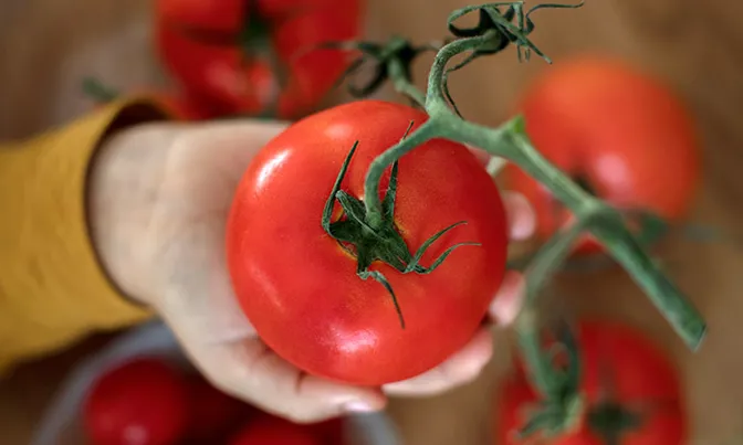 Tomato in hand